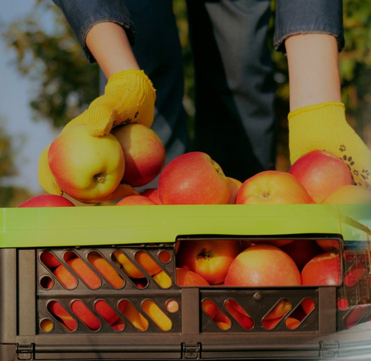 Cosecha de manzanas